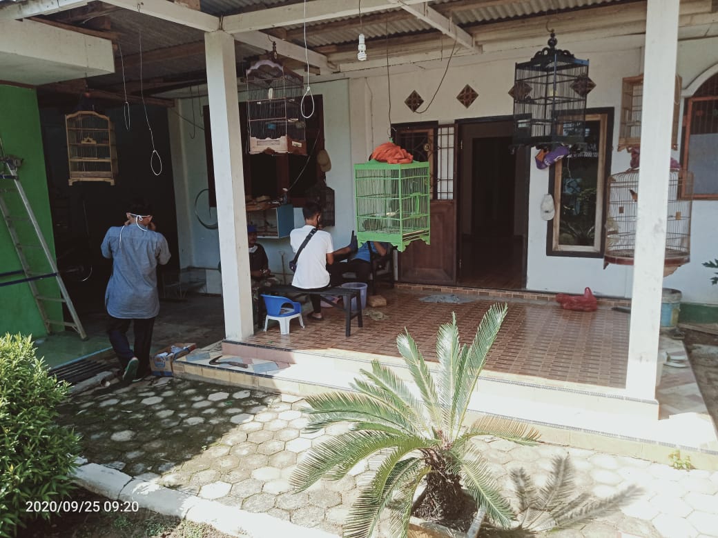 Usaha Penangkaran Murai Batu di Wilayah Dusun Sawojajar